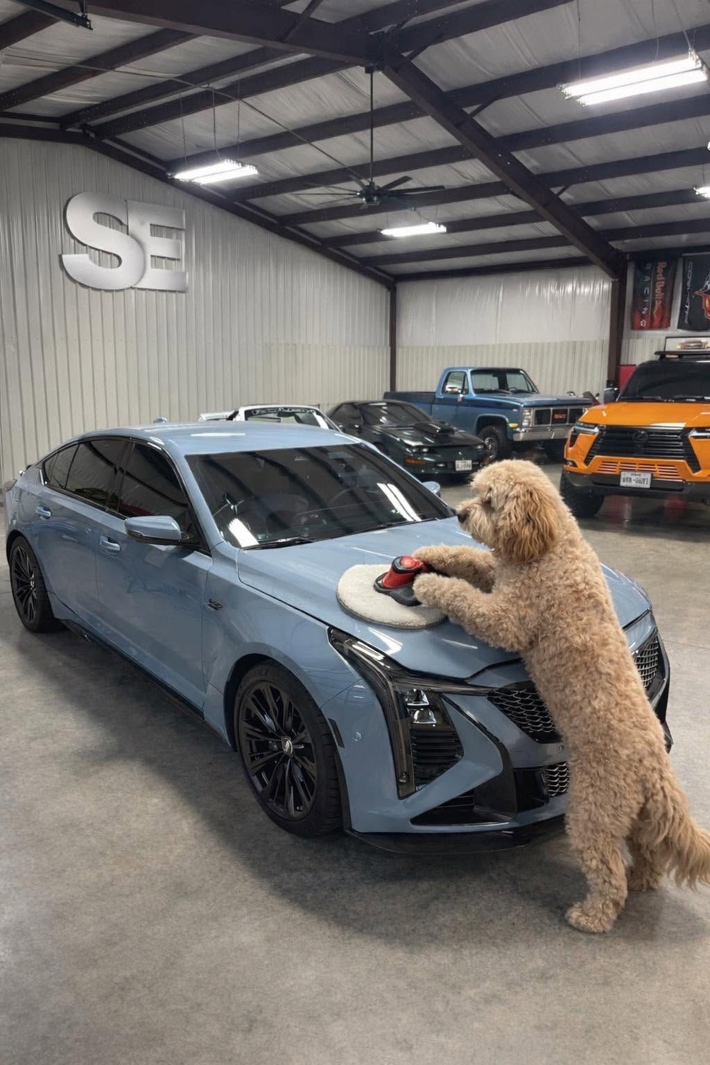 Cute goldendoodle dog detailing a blue Cadillac CT5-V Blackwing in the shop